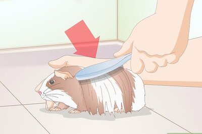 How to Groom a Guinea Pig