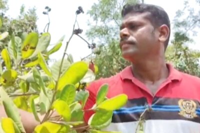 How Organic Cashew Farming Is Flourishing In Tamil Nadu's Villupuram