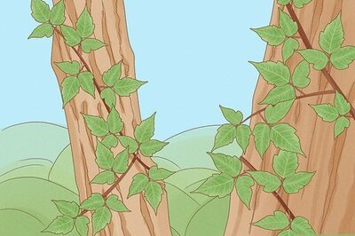 How to Identify Poison Ivy