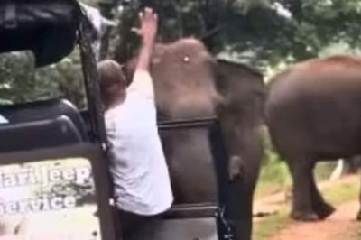 Viral Video: Tourist Guide’s Calm Reaction Before A Charging Elephant Leaves Internet Impressed