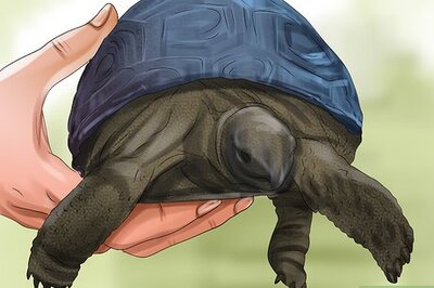 How to Tell a Turtle's Age