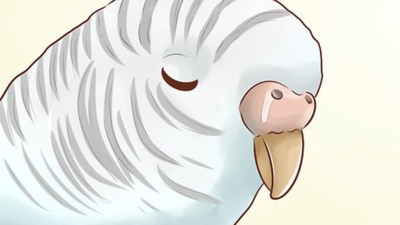 How to Treat Chlamydiosis in Parakeets