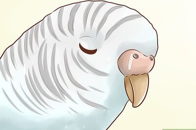 How to Treat Chlamydiosis in Parakeets