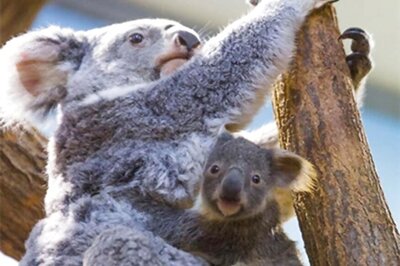 Australia Pledges Over $30 Million In Cash To Help Save Koala Bears