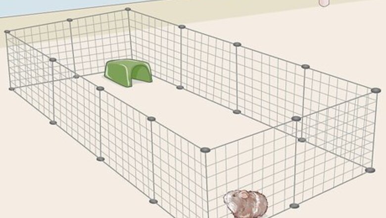 How to Teach Your Guinea Pig to Come when Called