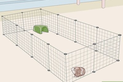 How to Teach Your Guinea Pig to Come when Called