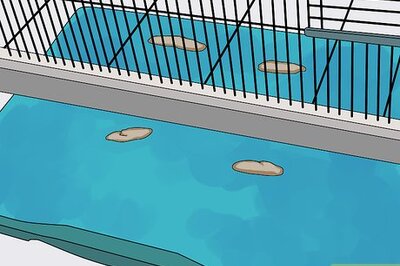 How to Treat Diarrhea in Cockatiels