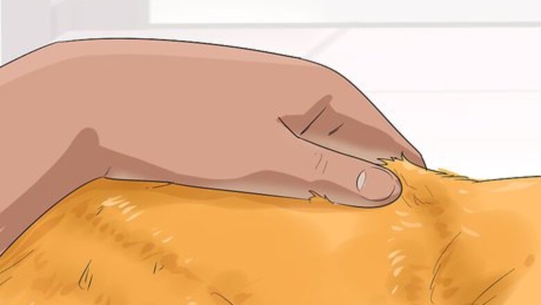 How to Identify an Exotic Shorthair Cat