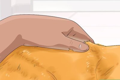 How to Identify an Exotic Shorthair Cat