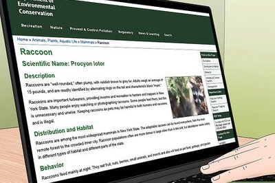 How to Kill Raccoons