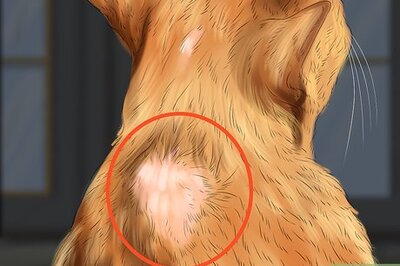 How to Spot Signs of Nutritional Deficiency in Cats