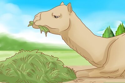 How to Care for a Camel
