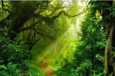 World Rainforests Day 2022: Theme, History, Significance