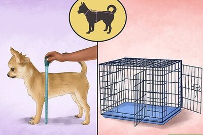 How to Buy a Puppy Crate