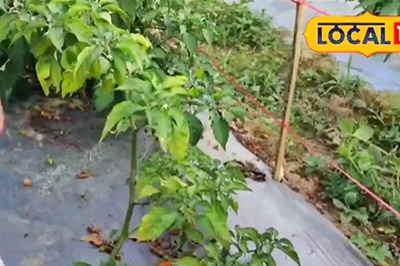 In Assam’s Tinsukia, This Farmer’s Bhut Jolokia Cultivation Is Helping Locals