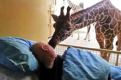 Giraffe bids last goodbye, licks dying zoo worker