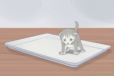 Can You Give a Kitten a Bath? A Step-by-Step Guide for Safely & Easily Bathing Your Kitty
