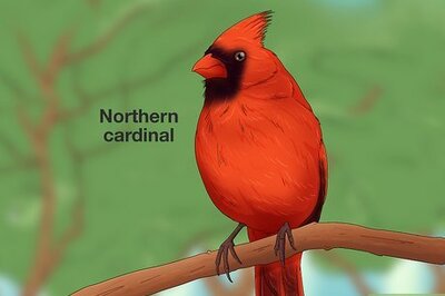 How to Attract Cardinals