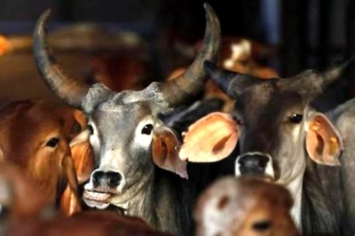 Tension in Bulandshahr After Remains of 7 Cows Found