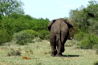 Elephant Hides 4-year-old Girl Between Legs to Protect Her From Others in Herd