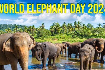World Elephant Day 2024: Theme, History, Significance, and Elephant Species Explained