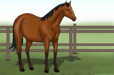 How to Distinguish Horse Color by Name