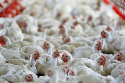 Coronavirus: Maha Poultry Sector Badly Hit With Rs 100 Crore Loss in 15 Days