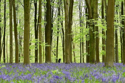 Delhi HC raps government for no details of trees supplied to crematoriums