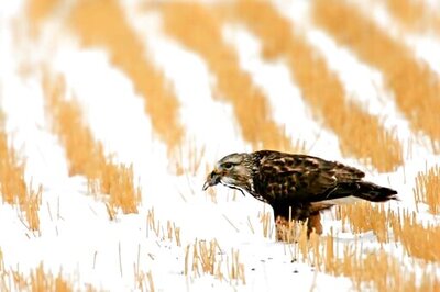 Trump Administration Moves Ahead On Gutting Bird Protections