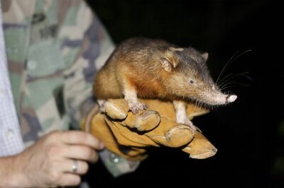 How a Poisonous Mammal Evolved Its Venom