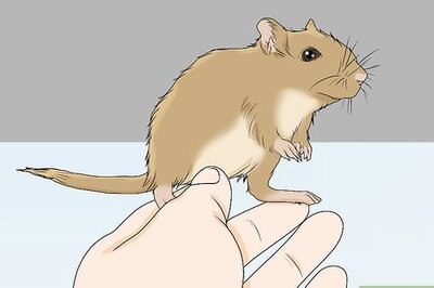 How to Spot and Treat Ovarian Cysts in Gerbils