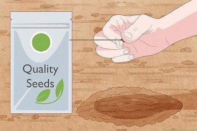 How to Make a Seed Bomb