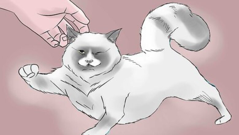 How to Treat Chronic Vomiting in Cats