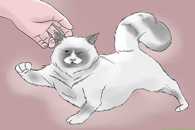 How to Treat Chronic Vomiting in Cats