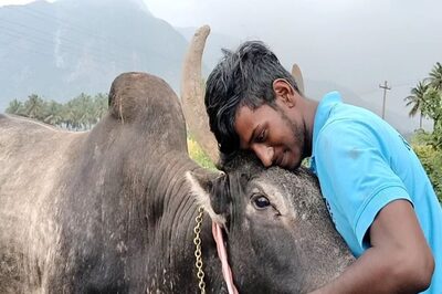 This Jallikattu Bull In Tamil Nadu’s Virudhunagar District Understands Telugu And Tamil