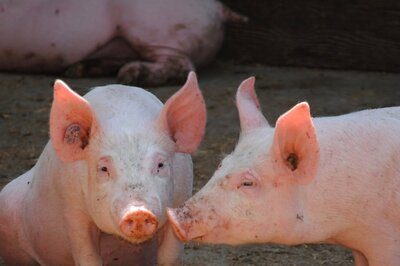 After Mizoram, African Swine Fever Clutches Tripura, Mass Execution of Pigs at Govt-run Farm Ordered