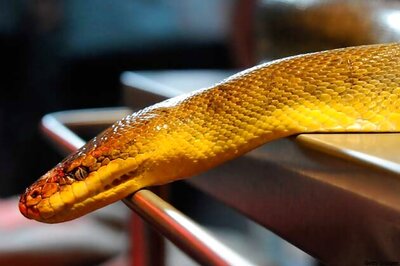 Nepal: Man bites snake to death in revenge attack