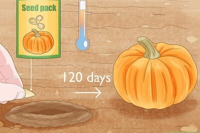 How to Grow Pumpkins at Home