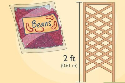 How to Grow Beans in Cotton
