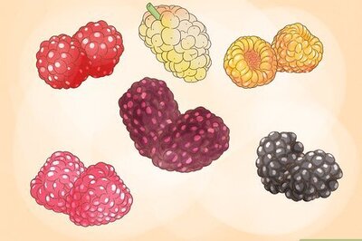 How to Grow Raspberries