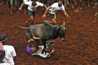 Supreme Court Refers Pleas Against Jallikattu to Constitution Bench