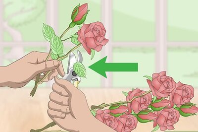 How to Make a Rose Bouquet