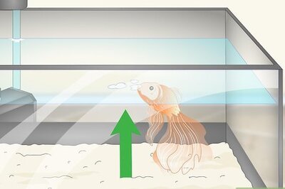 How to Know when Your Goldfish Is Dying