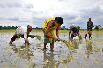 After Vigorous Monsoon Rains, Crop Planting Gathers Pace in India