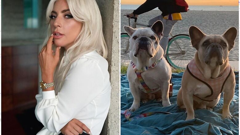 Lady Gaga's Stolen French Bulldogs Recovered Safely, Dogwalker Recovering from Gunshot