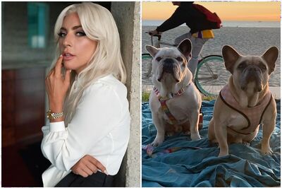 Lady Gaga's Stolen French Bulldogs Recovered Safely, Dogwalker Recovering from Gunshot