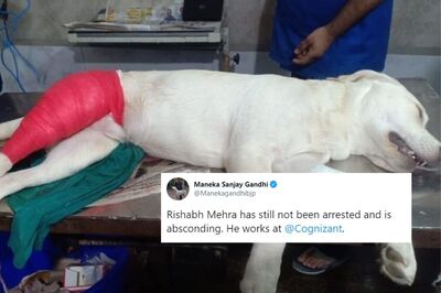 'Fire Him for Cruelty': Twitter Seeks Punishment for Noida Man Caught on Cam Beating His Puppy