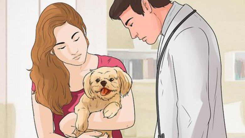 How to Prepare Your Dog for a Road Trip