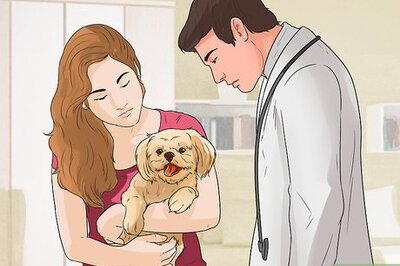 How to Prepare Your Dog for a Road Trip