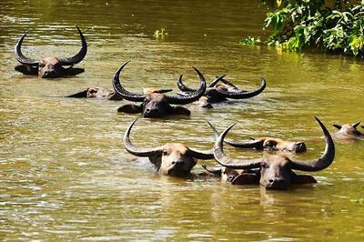Lions ‘Key Suspects’ as More Than 400 Buffaloes Drown in a River in Botswana